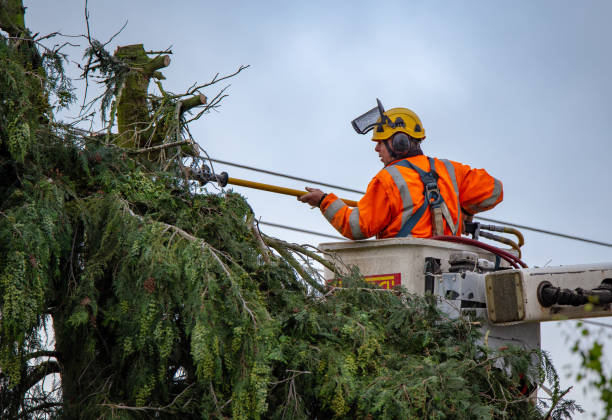 How Our Tree Care Process Works  in  Solon, IA