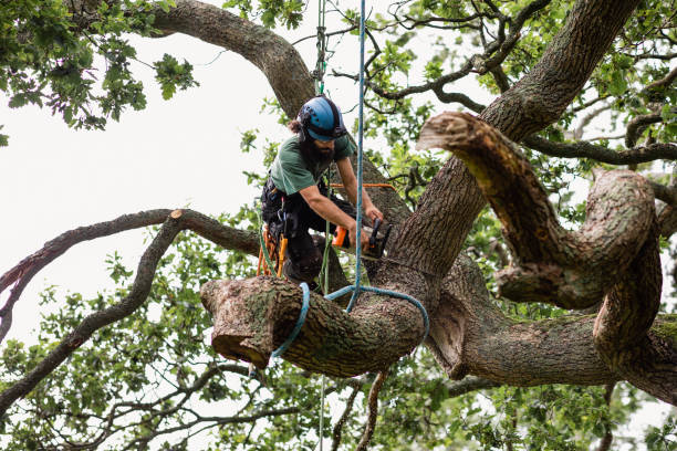 Best Tree and Shrub Care  in Solon, IA