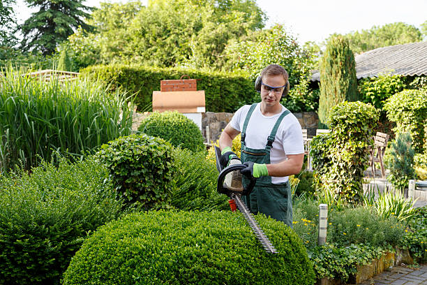 Trusted Solon, IA Tree Removal Services Experts